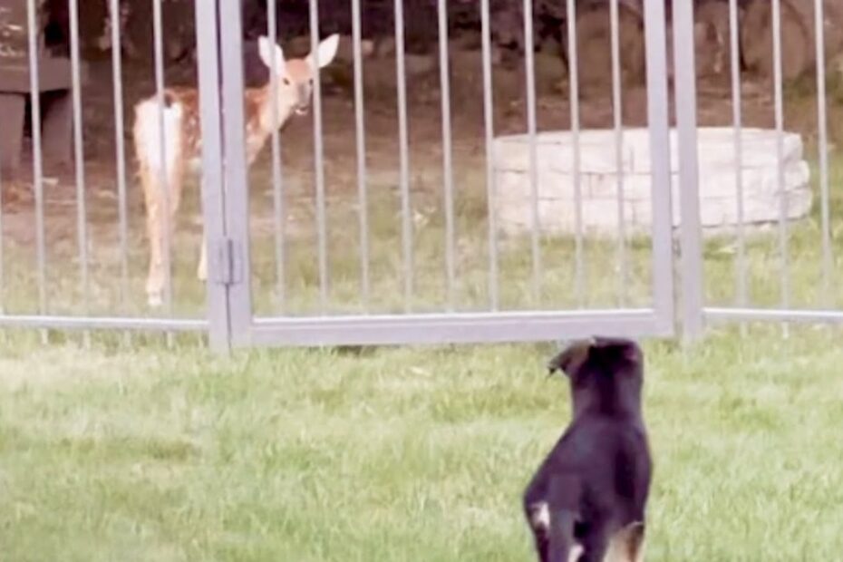 A black dog stands on grass facing a young deer behind a metal fence.