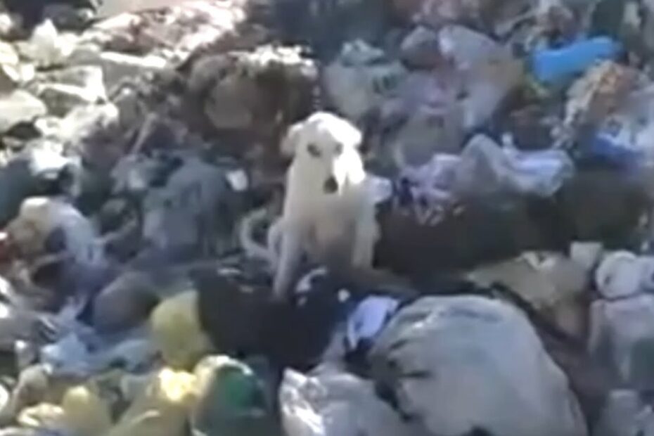 A white dog sits among piles of garbage and trash bags in an outdoor dump area.