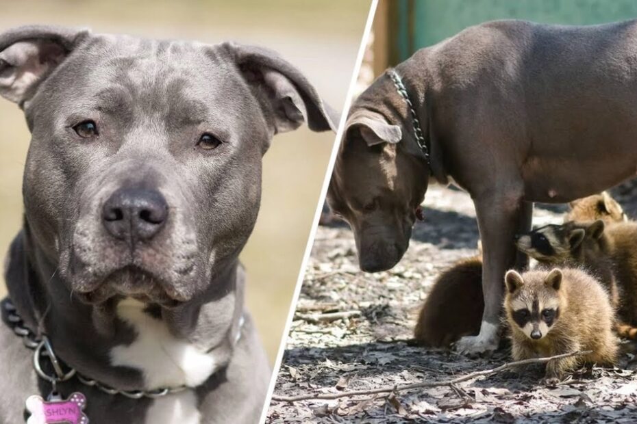 A gray pit bull is shown in a close-up on the left; on the right, the same dog stands near several baby raccoons outdoors.