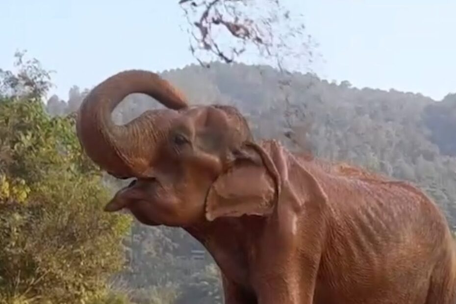 An elephant sprays dirt over its back with its trunk in a natural outdoor setting, with trees and a hill in the background.
