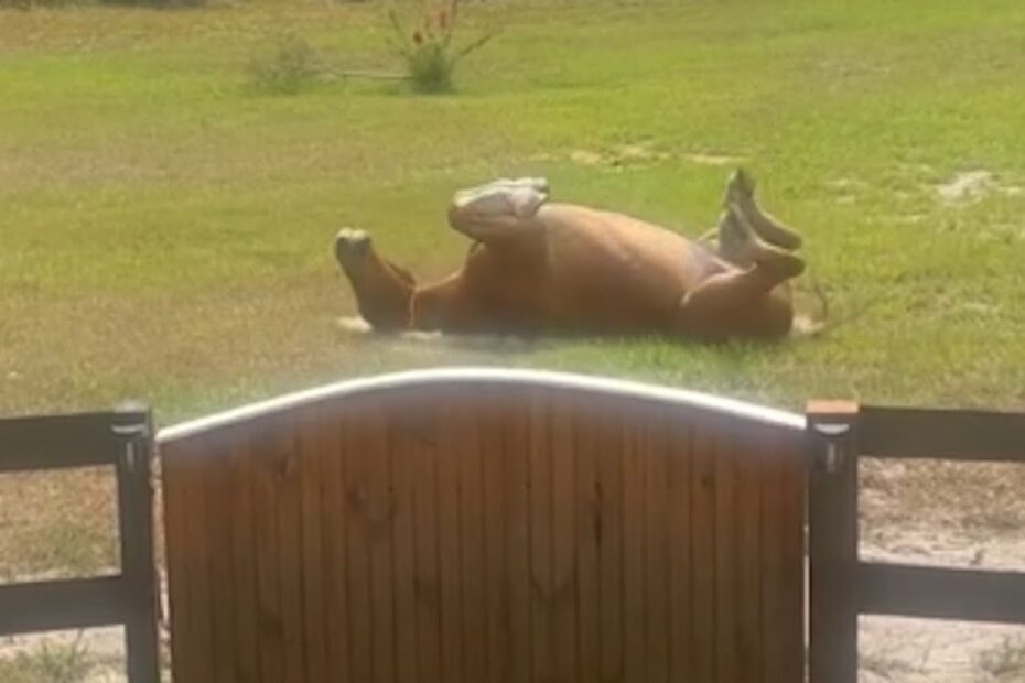 A horse lies on its back with legs in the air on a grassy field behind a wooden fence on a sunny day.