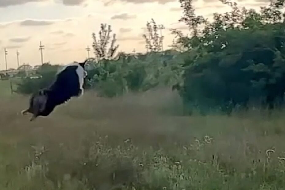 A black and white cow appears to be airborne over a grassy field near some bushes and power lines under a cloudy sky.