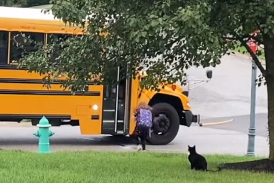 A child with a backpack boards a yellow school bus while a black cat sits on the grass under a tree in the foreground.