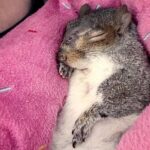 A squirrel is sleeping on its back, wrapped in a pink blanket with colorful stitching.