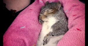 A squirrel is sleeping on its back, wrapped in a pink blanket with colorful stitching.