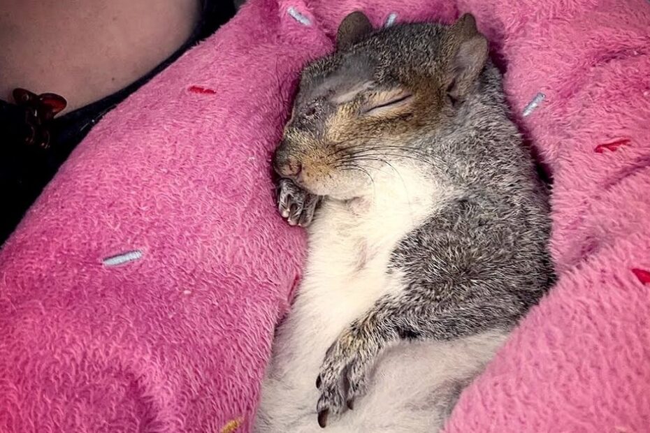 A squirrel is sleeping on its back, wrapped in a pink blanket with colorful stitching.