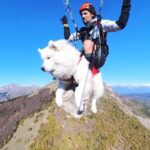 A person and a white fluffy dog paragliding together over a mountainous landscape under a clear blue sky.