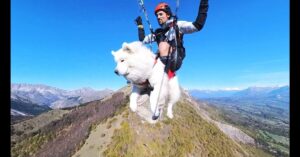 A person and a white fluffy dog paragliding together over a mountainous landscape under a clear blue sky.
