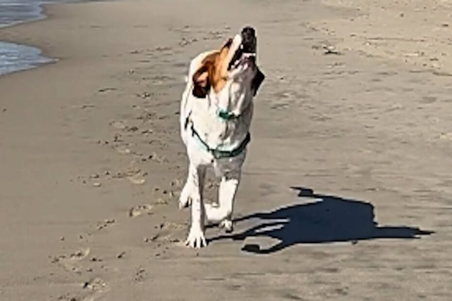 A dog with a brown and white coat walks along a sandy beach, appearing to bark, with the ocean visible to the left.