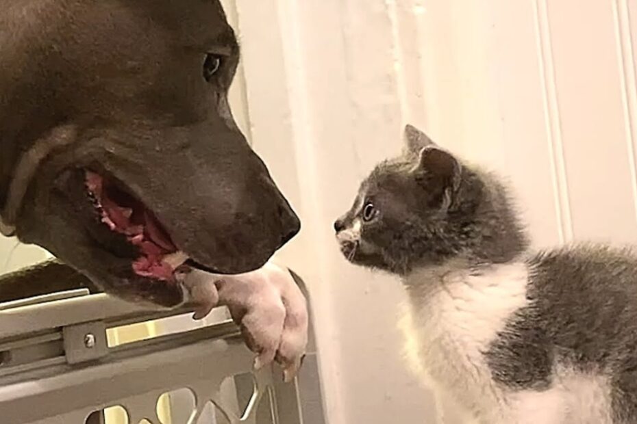 A dog and a kitten face each other closely across a metal gate, both appearing alert and curious.
