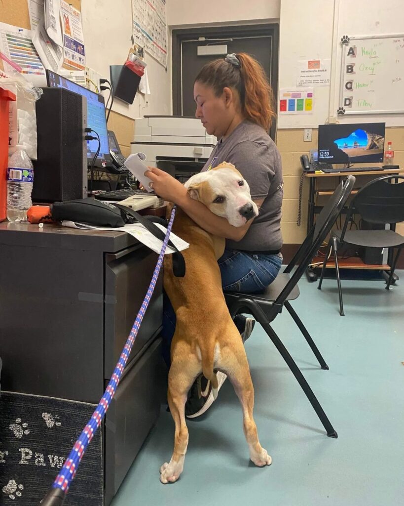A woman sits at a desk working with papers while a tan and white dog on a leash stands beside her, leaning against her leg in an office setting.