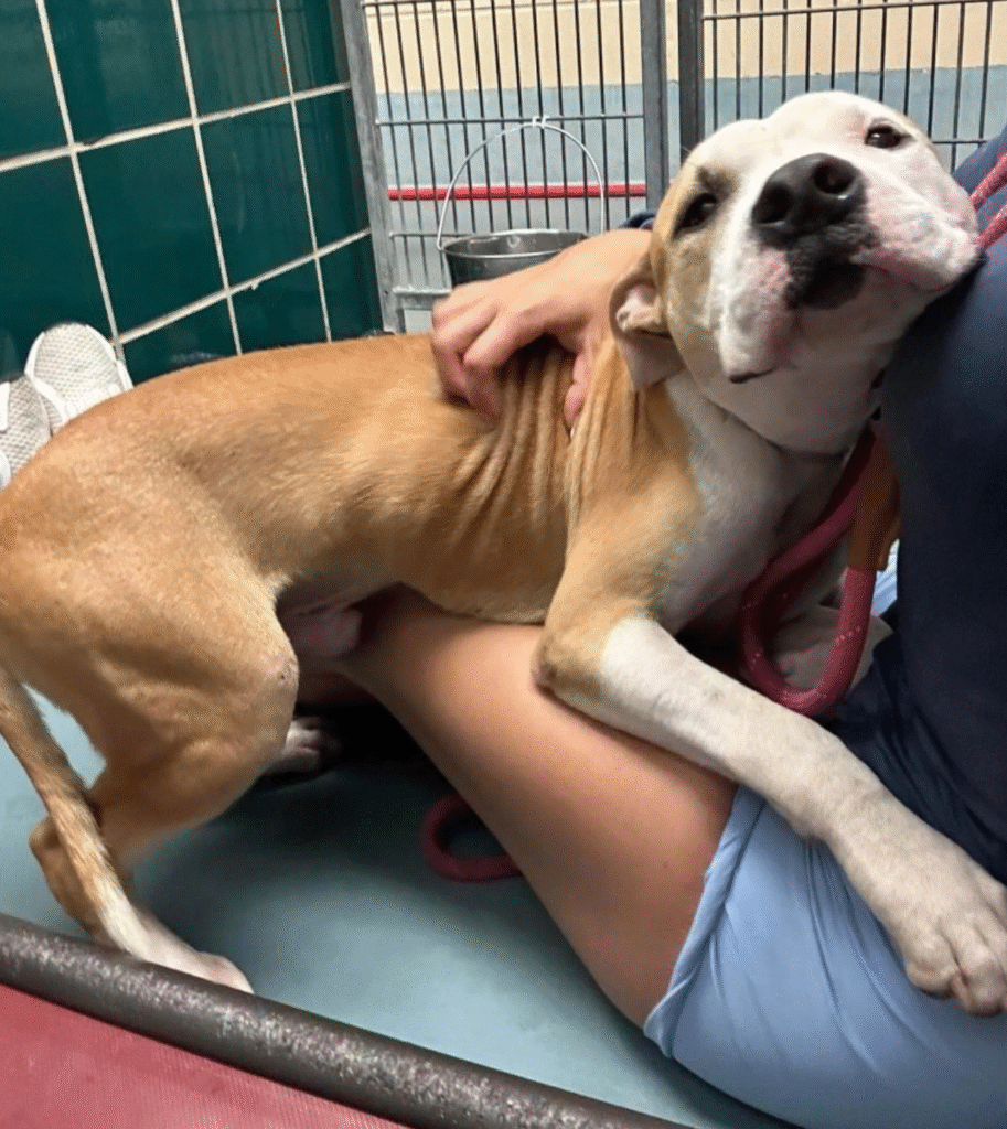 A tan and white dog presses close to a person sitting on the floor in an animal shelter, seeking comfort and affection.