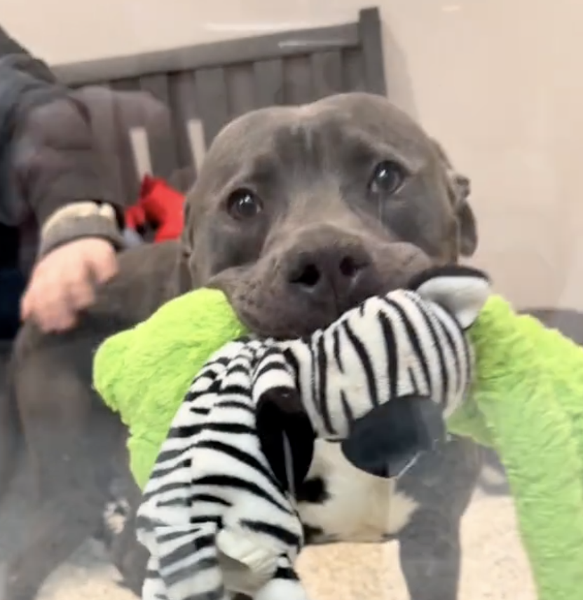 A grey dog holds a green plush toy with a zebra pattern in its mouth, sitting on a bench next to a person.