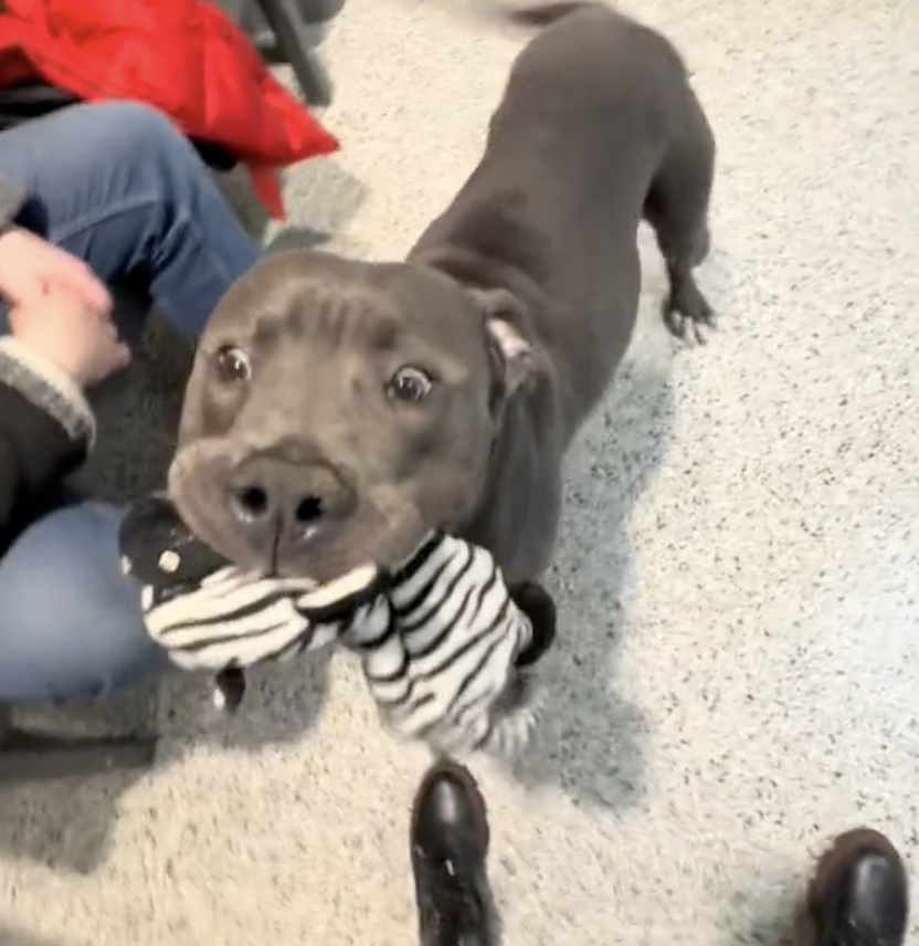 A grey dog stands indoors holding a zebra-patterned toy in its mouth, with people seated nearby.