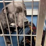 A gray dog with white markings sits behind metal bars in a kennel, looking up with a slightly concerned expression while resting its head on a blanket.