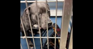 A gray dog with white markings sits behind metal bars in a kennel, looking up with a slightly concerned expression while resting its head on a blanket.