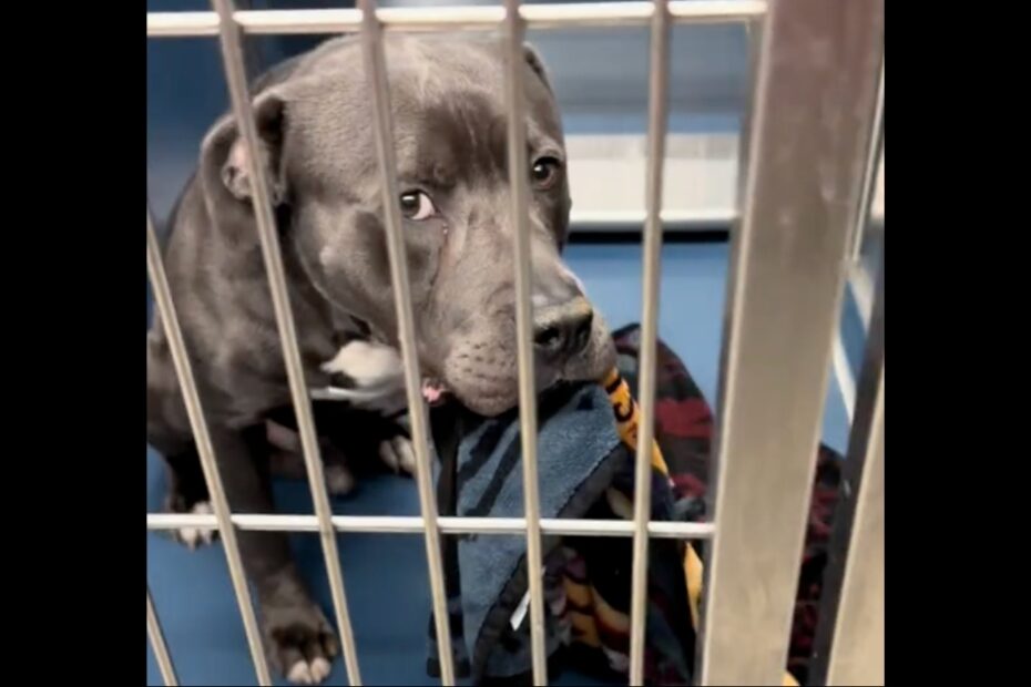 A gray dog with white markings sits behind metal bars in a kennel, looking up with a slightly concerned expression while resting its head on a blanket.