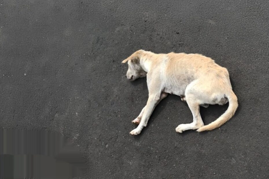 A light-colored stray dog is lying on its side on a paved, empty road.