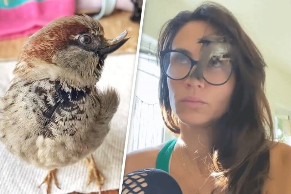 A small bird with a deformed beak on the left and the same bird perched on a woman's eyeglasses on the right.