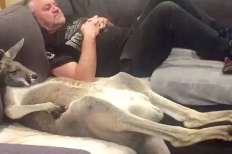 A man and a kangaroo are lying on their backs on adjacent couches, both appearing relaxed.