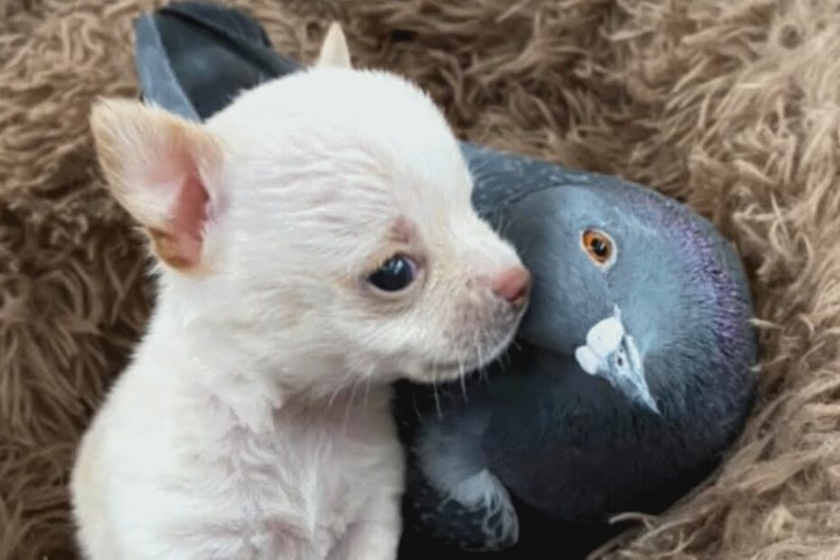 A small white puppy sits close to a gray pigeon, both nestled in a fuzzy brown blanket.