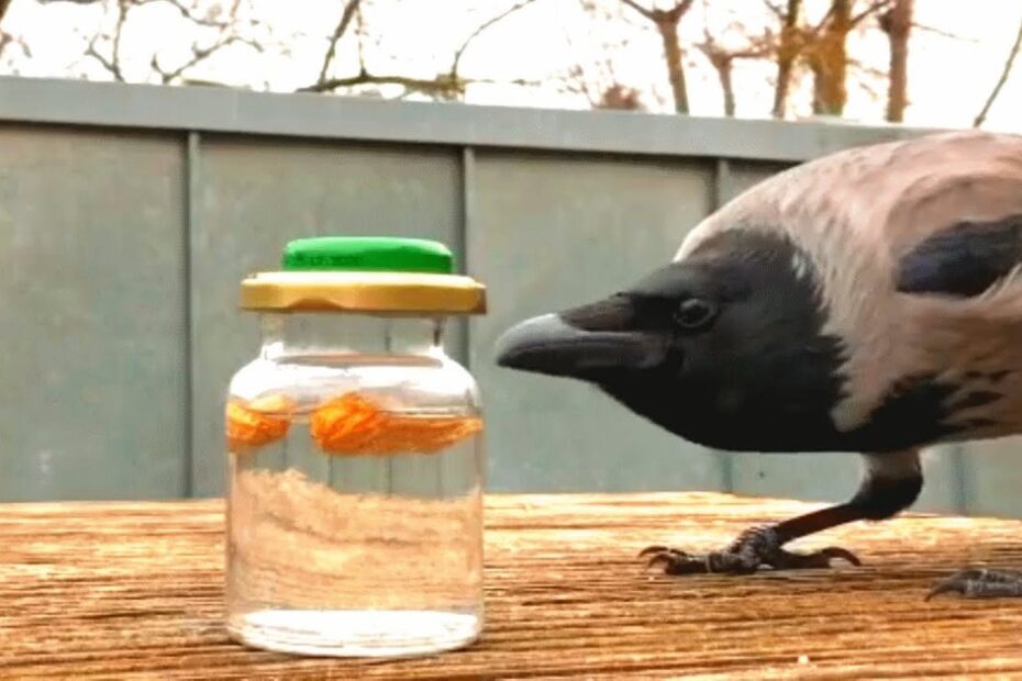 A crow stands beside a clear glass jar filled with water, containing floating food pieces and sealed with a green and yellow lid on a wooden surface outdoors.