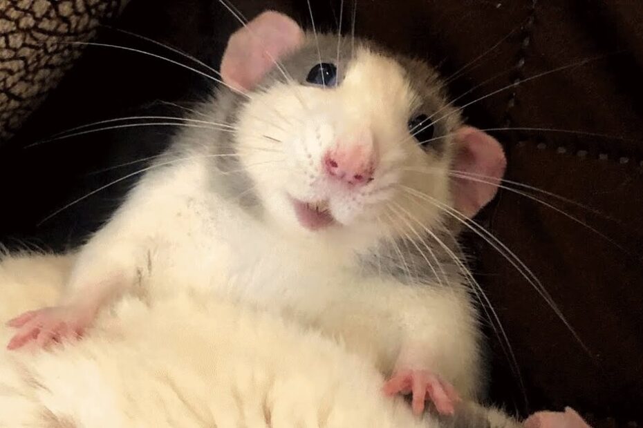 A rat with gray and white fur sits on a dark cushion, looking up with its ears perked and front paws resting on another furry surface.