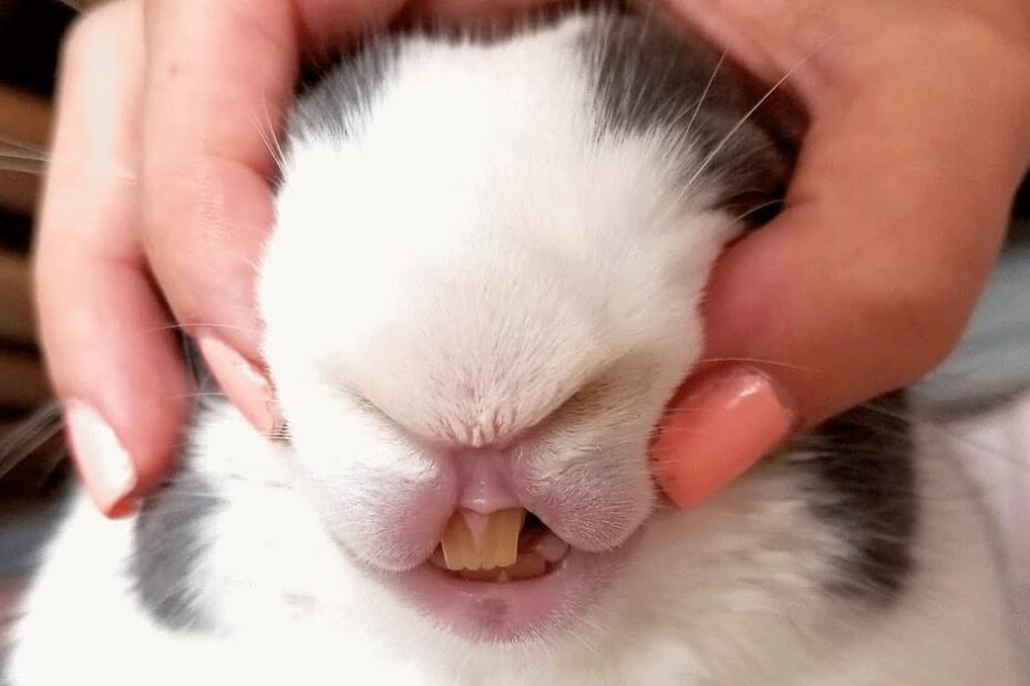 A person's hands gently hold a rabbit's face, squishing its cheeks and exposing its front teeth while its eyes are hidden.