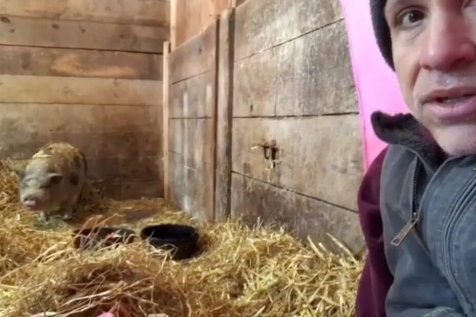 A person in a jacket and hat sits in a straw-filled animal pen, with a small pig standing in the background near a wooden wall.