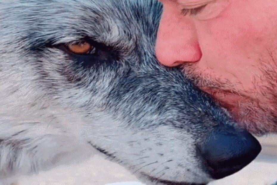 A man gently presses his forehead against a wolf’s head, both with closed eyes, showing a moment of quiet connection.