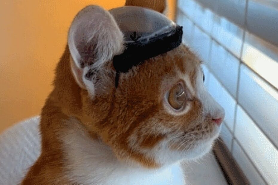 An orange and white cat with a black and clear dome cap on its head looks out a window with blinds.