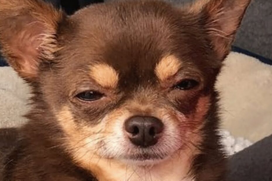 A brown and tan Chihuahua with half-closed eyes sits on a light-colored blanket, looking directly at the camera.