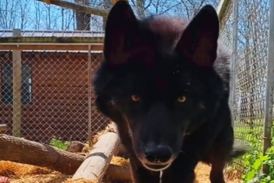A black wolf stands in an outdoor enclosure, facing the camera, with a wooden structure and wire fencing in the background.