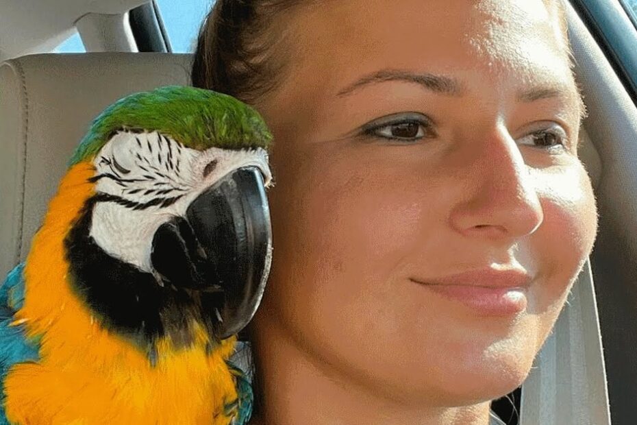 A woman sits in a car with a blue-and-yellow macaw perched on her shoulder, both facing forward.