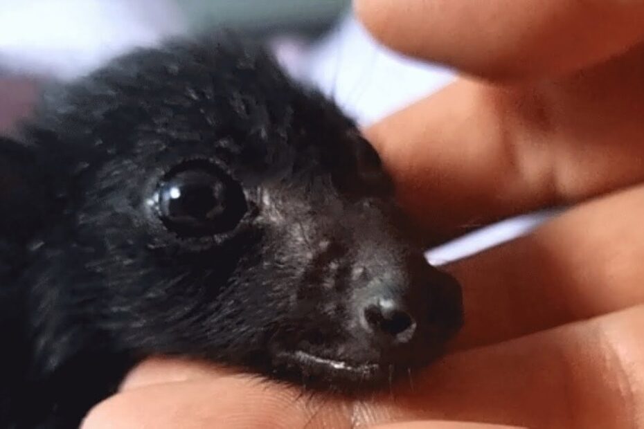 A small black bat with large eyes rests its head gently in a person's hand.