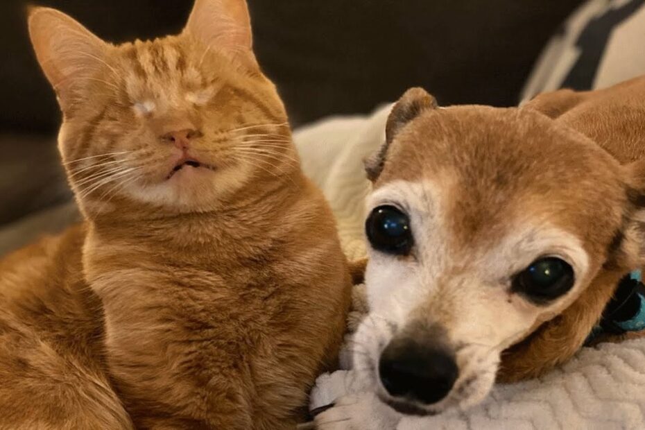 An orange tabby cat with closed eyes sits next to a small brown and white dog on a blanket.