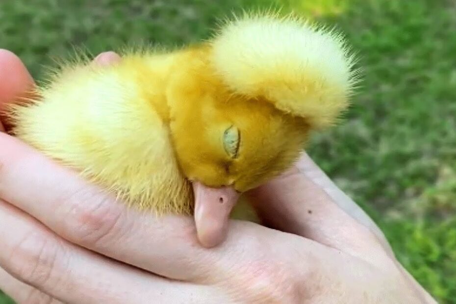 A person gently holds a small, yellow duckling with closed eyes, resting its head on its beak, against a blurred grassy background.