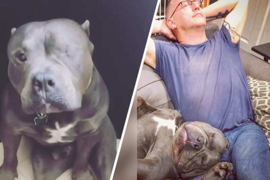 A gray dog with one eye sits alone in the first image; in the second, the same dog sleeps on a couch next to a man who is resting with his eyes closed.