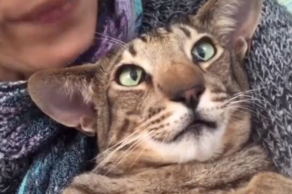A person holding a large brown tabby cat closely, with the cat looking up and the person's face partially visible.