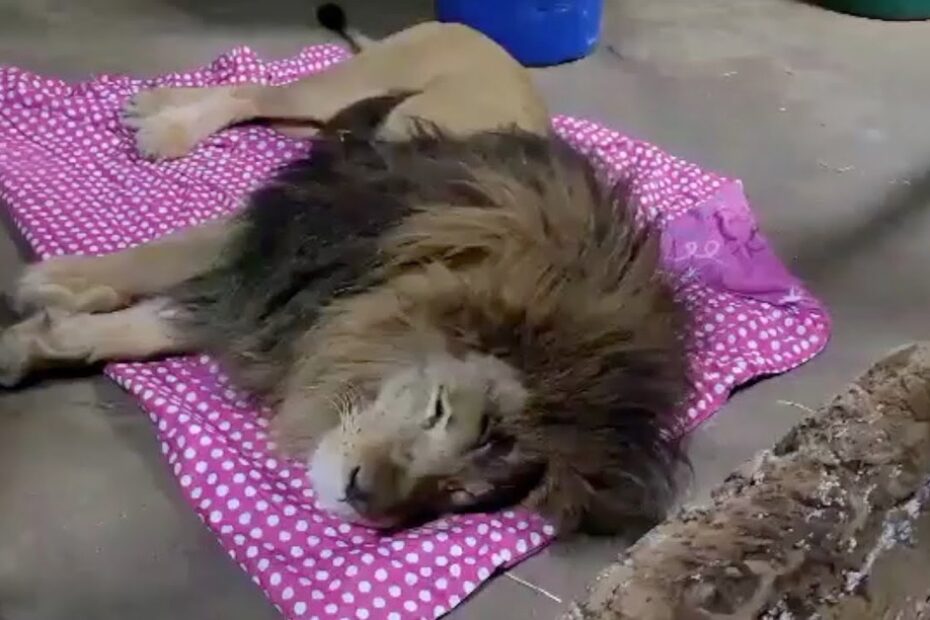 A lion is lying on its side on a pink polka dot blanket on a concrete floor, appearing to rest or sleep.