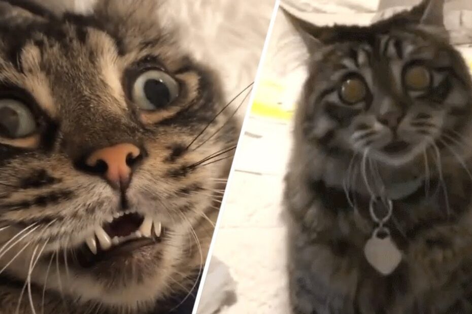 Split image showing a close-up of a wide-eyed, startled tabby cat on the left and the same cat sitting calmly indoors on the right, both wearing a collar with a tag.