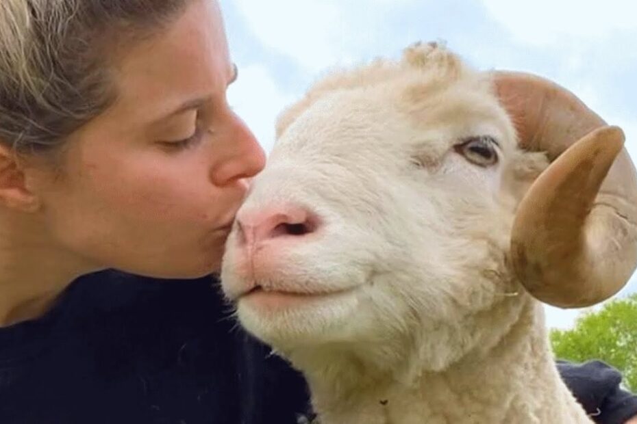 A person kisses a white sheep with curved horns on the head outdoors.
