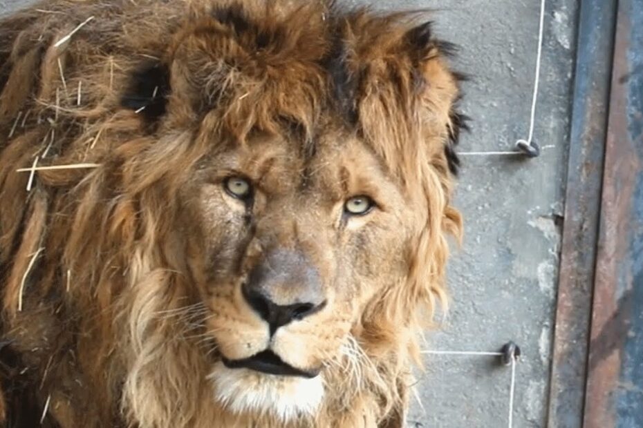 A male lion with a rugged mane stands in front of a concrete wall, looking directly at the camera.