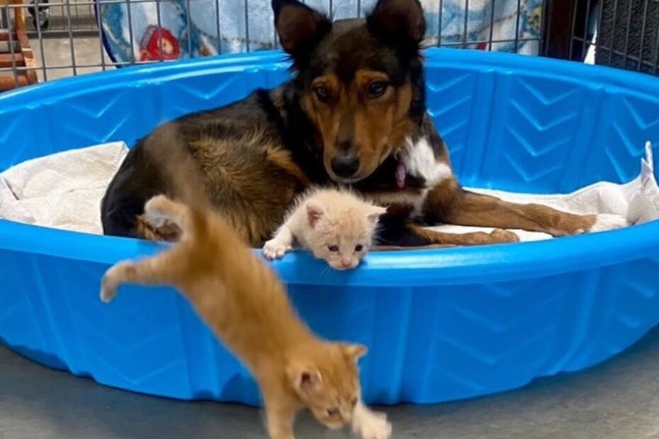 A dog lies in a blue plastic kiddie pool with two kittens, one of which is leaping out while the other stays near the dog inside the pool.