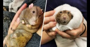 Two photos show a person holding a brown rat; in one, the rat lies on its back, and in the other, it is wrapped in a white towel, with its face peeking out.