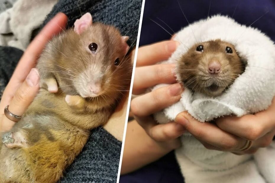 Two photos show a person holding a brown rat; in one, the rat lies on its back, and in the other, it is wrapped in a white towel, with its face peeking out.