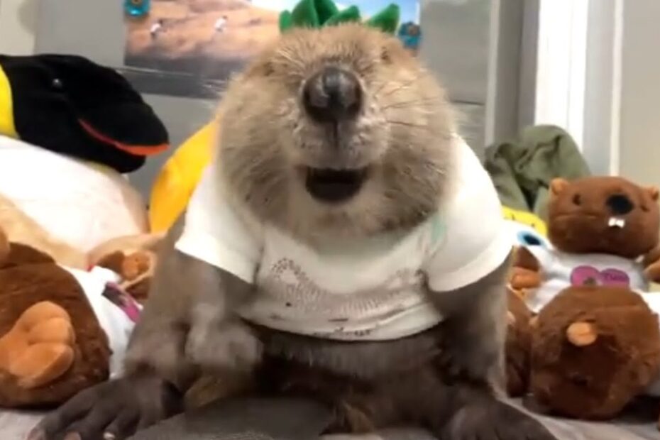 A beaver wearing a white shirt sits among plush toys, including beaver dolls and a penguin, on a bed indoors.