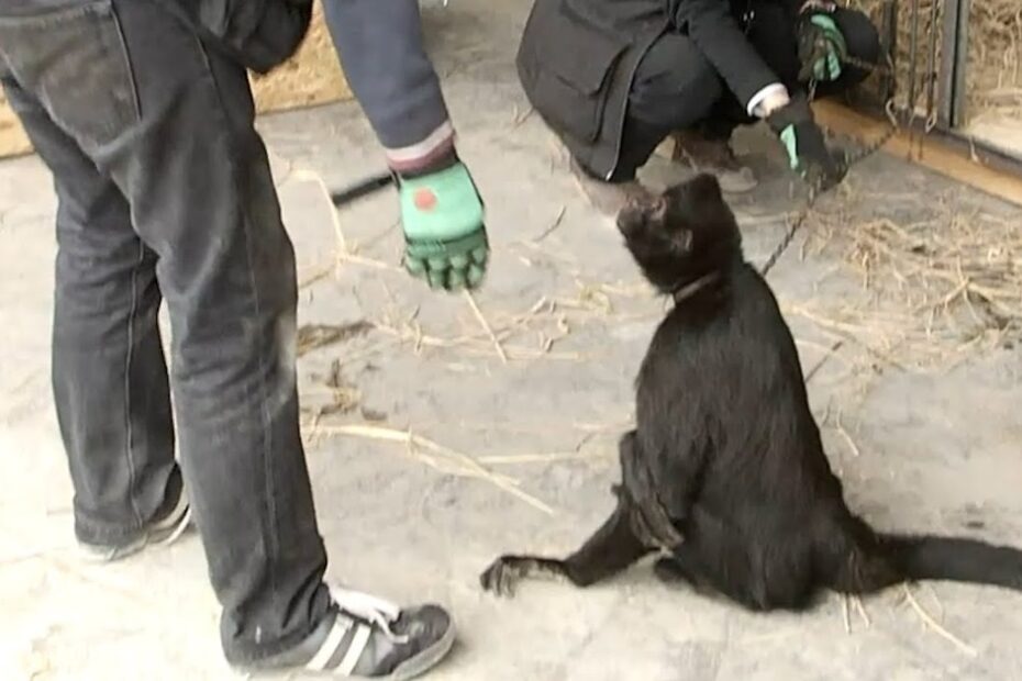 A black-furred animal sits on the ground while two people wearing gloves interact with it in an outdoor enclosure.