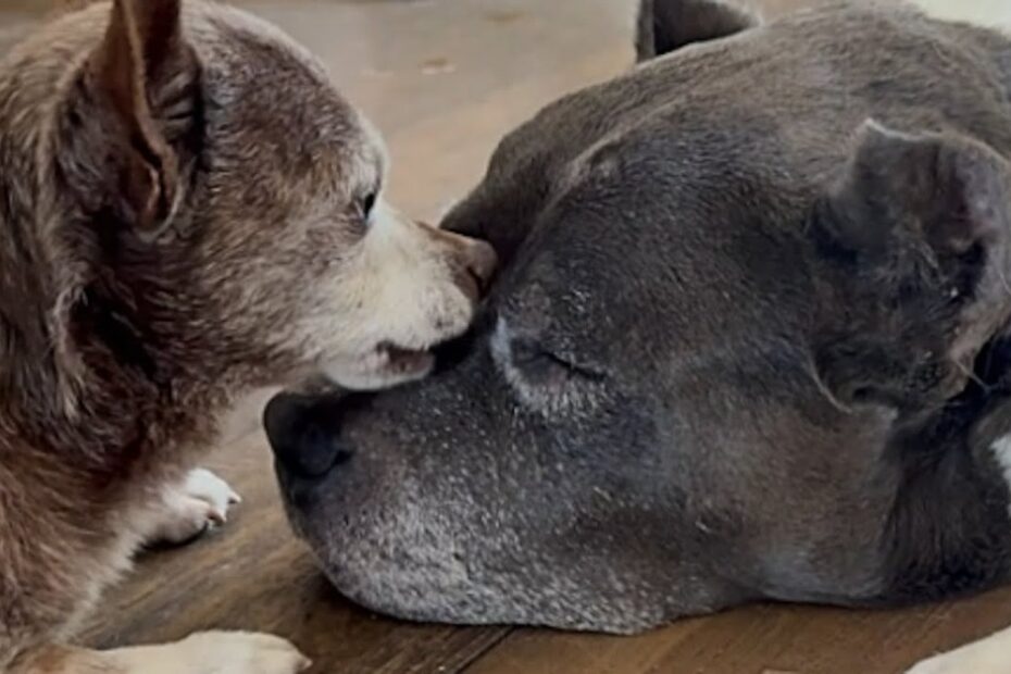 A small brown dog touches noses with a larger gray and white dog lying on the floor, both appearing calm and relaxed.