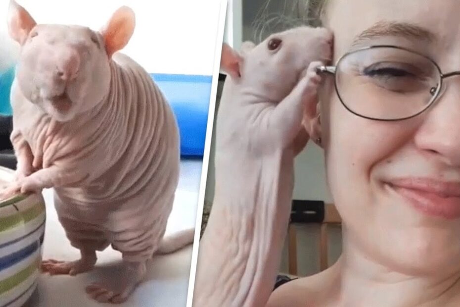 A hairless rat stands by a bowl in one photo and gently nibbles a woman's ear while she smiles in the other.